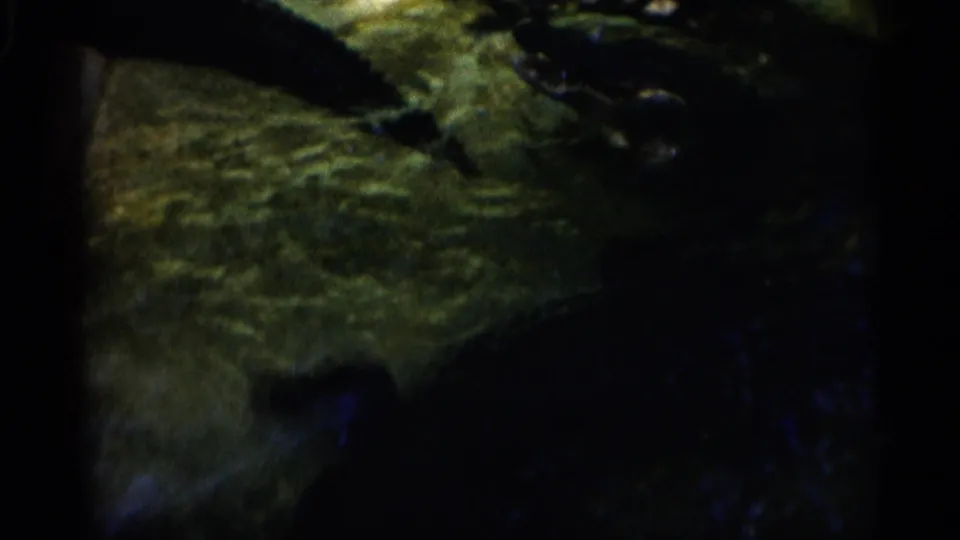 Several alligator shapes are visible in murky Alabama exhibit water, including one darker form near the right side.