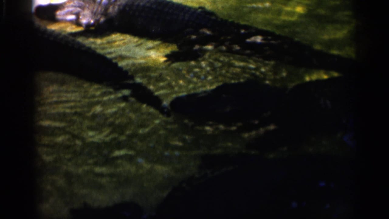 Alligators partly submerged in dark green water with film borders visible.