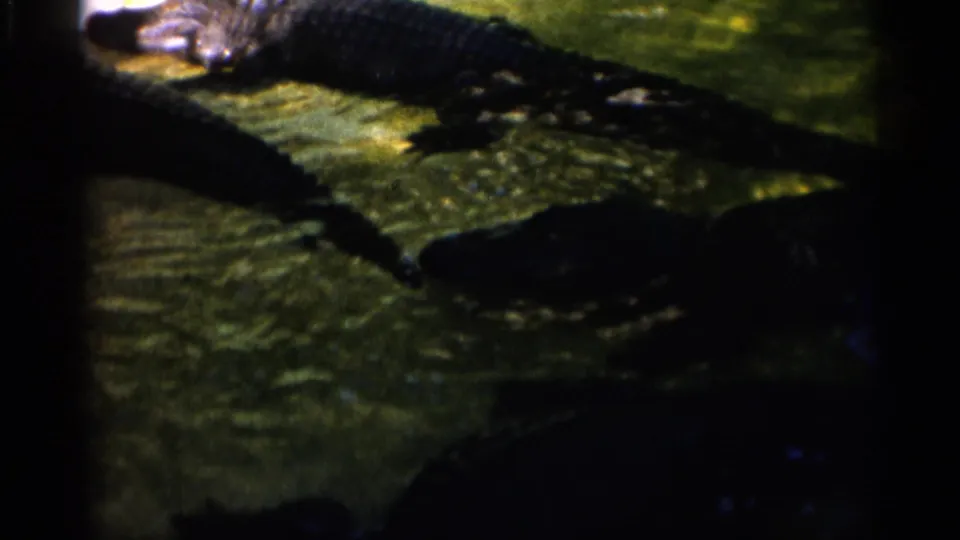 1958 Alabama 8mm frame showing alligators clustered in murky water, with heavy shadow and visible film edge.