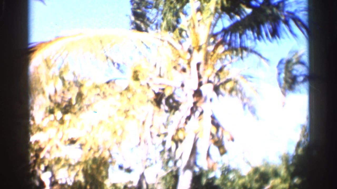 1958 Alabama 8mm frame with a sunlit palm tree and tropical foliage, overexposed at the center.