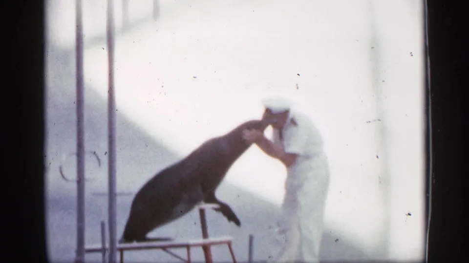1958 Alabama 8mm frame of a sea lion leaning toward a white-uniformed trainer during a performance moment.