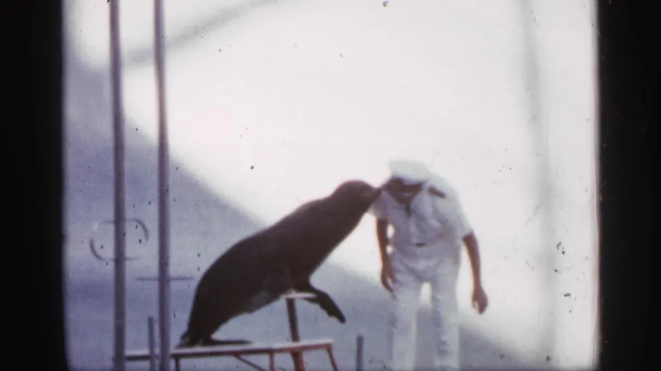 In Alabama 1958 home-movie footage, a trained sea lion on a platform leans toward a man in a white naval-style uniform.