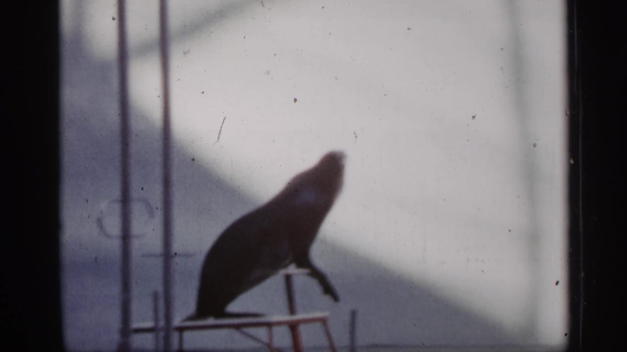 The sea lion appears upright on a small performance platform against a pale backdrop in the 1958 Alabama home-movie scene.