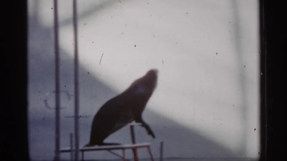The sea lion appears upright on a small performance platform against a pale backdrop in the 1958 Alabama home-movie scene.