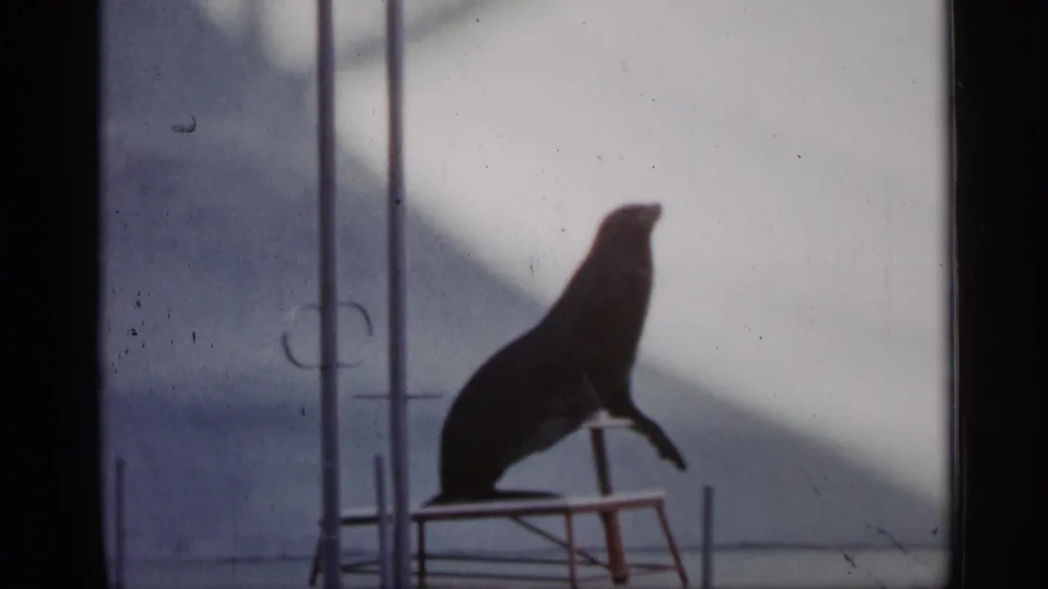 A trained sea lion sits upright on the raised platform, framed by metal supports and soft 8mm exposure.