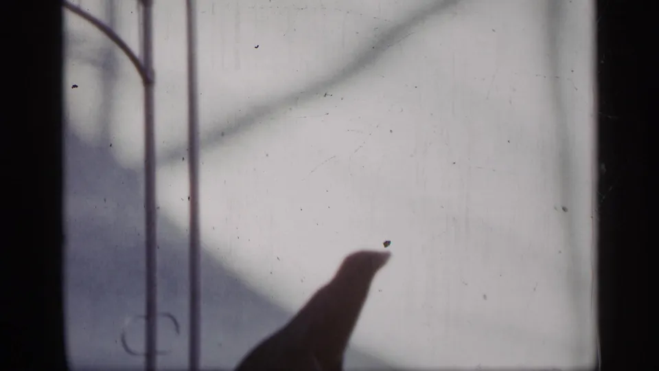 The sea lion is partly cropped at the lower right of the 8mm frame, with metal supports and a bright backdrop visible.