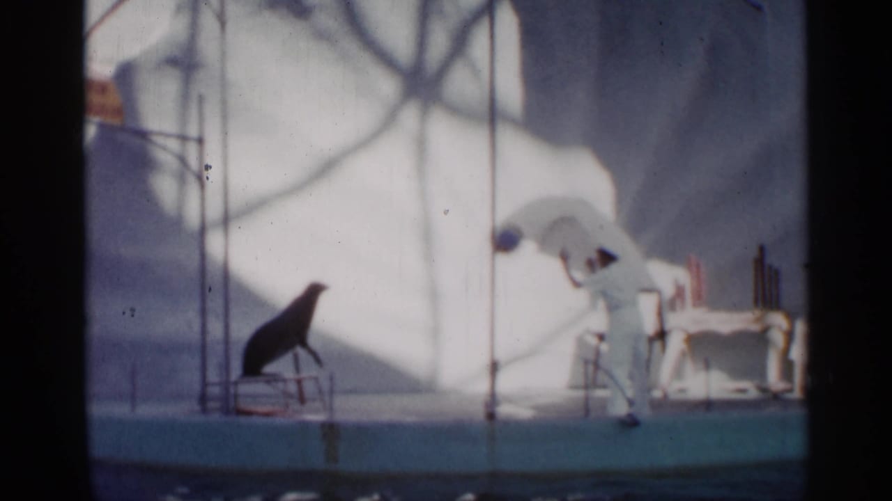 Sea lion on a low platform facing a trainer in white near a painted stage backdrop.