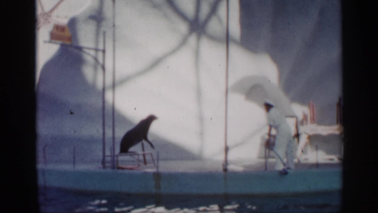 Trainer in white stands beside the sea lion as the animal waits on the platform.