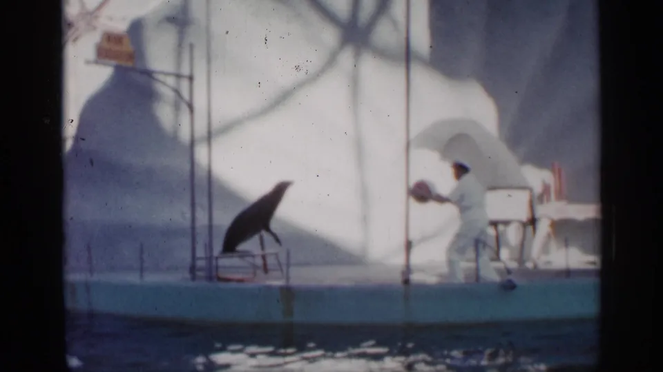 1958 Alabama home-movie frame of a trainer holding a ball out to a sea lion on a low platform beside water.