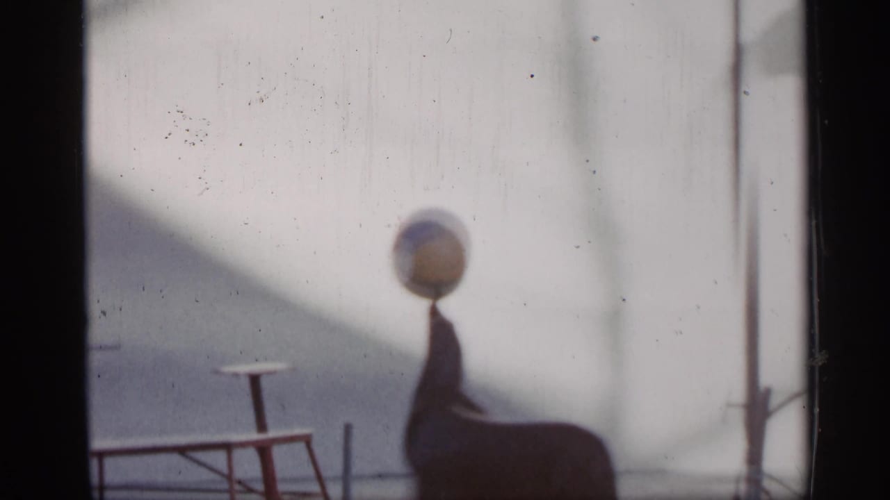 1958 Alabama 8mm frame showing a sea lion balancing a colorful ball on its nose beside a small show platform.
