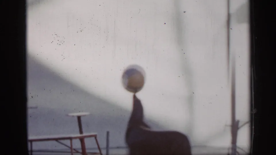1958 Alabama 8mm frame showing a sea lion balancing a colorful ball on its nose beside a small show platform.