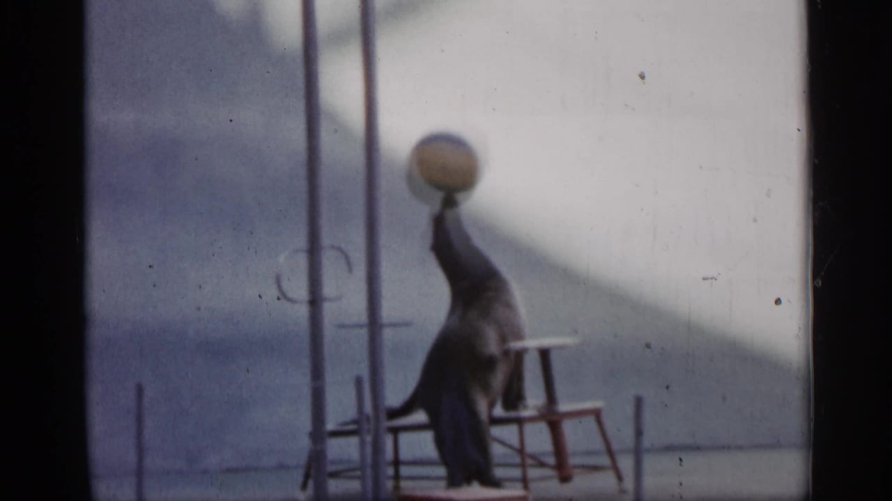 Sea lion upright with a ball on its nose near a chair and metal poles.