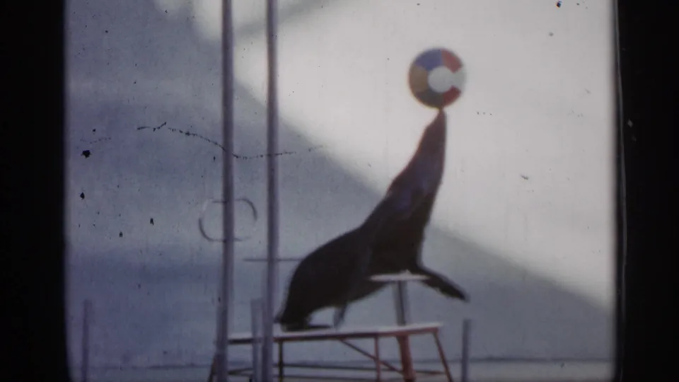 A soft 8mm frame shows the sea lion on a platform with the colorful ball balanced above its snout.