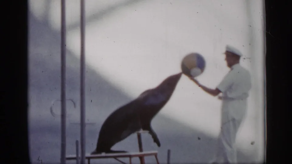 A white-uniformed adult handler interacts with the sea lion as the ball is held near the animal’s nose.