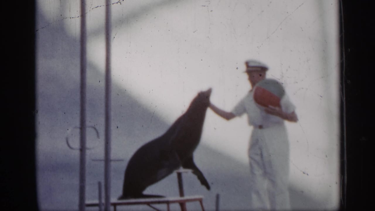 Sea lion on a low platform reaches toward a trainer holding a red-and-white ball.