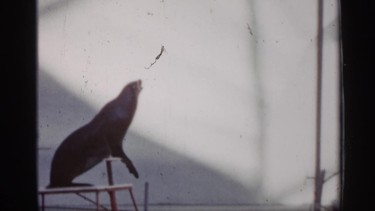 1958 Alabama 8mm frame with a sea lion upright on a low stand during a trained animal performance.
