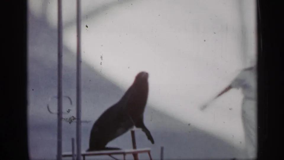 1958 Alabama 8mm frame with a sea lion on a small stand and part of the trainer entering at the right edge.