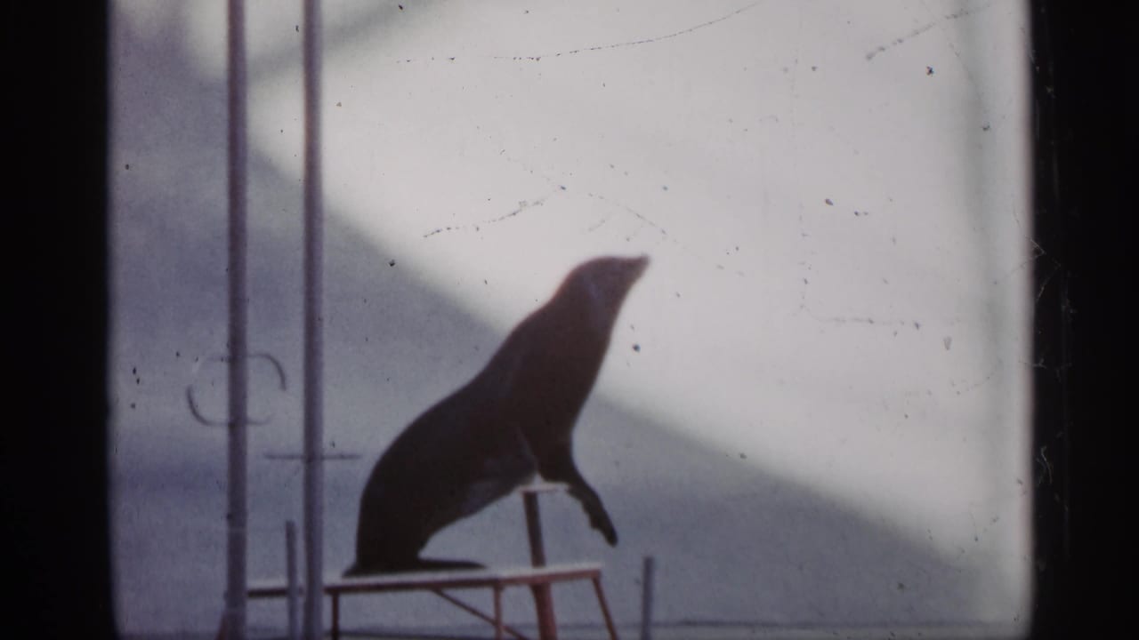 A dark sea lion silhouette sits on a small raised platform in 1958 Alabama home-movie footage.