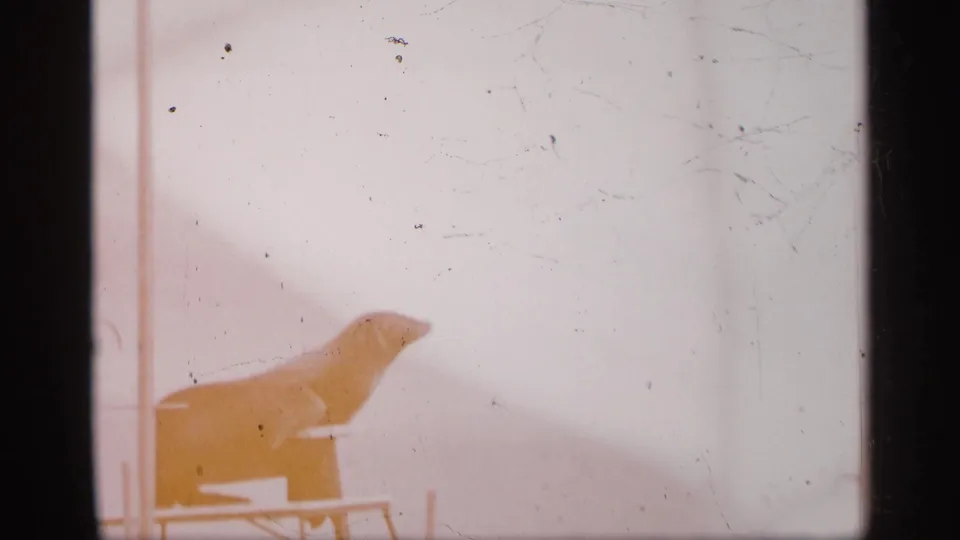 A sea lion rests on a small platform before a bright backdrop in the 1958 Alabama marine show scene.