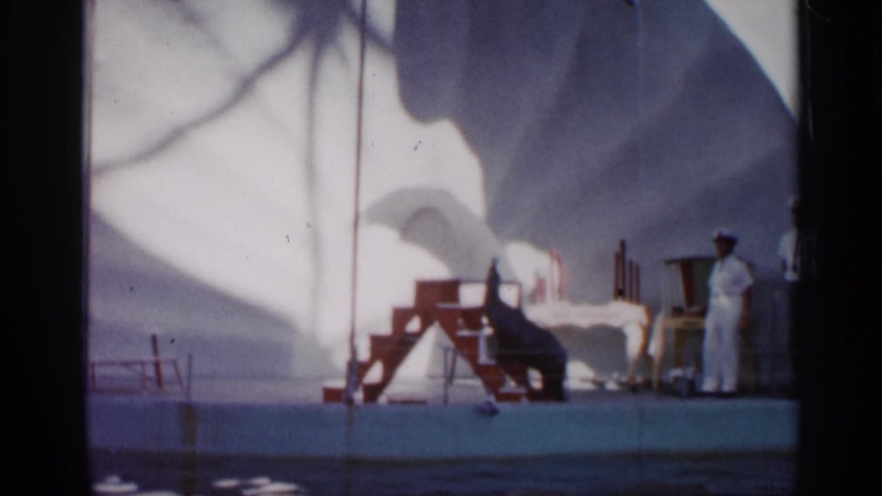 Sea lion near red stairs on a poolside platform with two handlers in white uniforms.