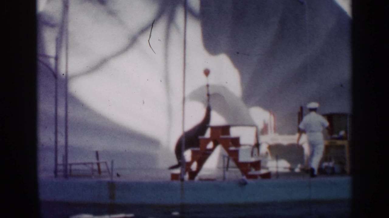 Seal balances a red ball on its nose beside red stairs while a trainer in white stands nearby.