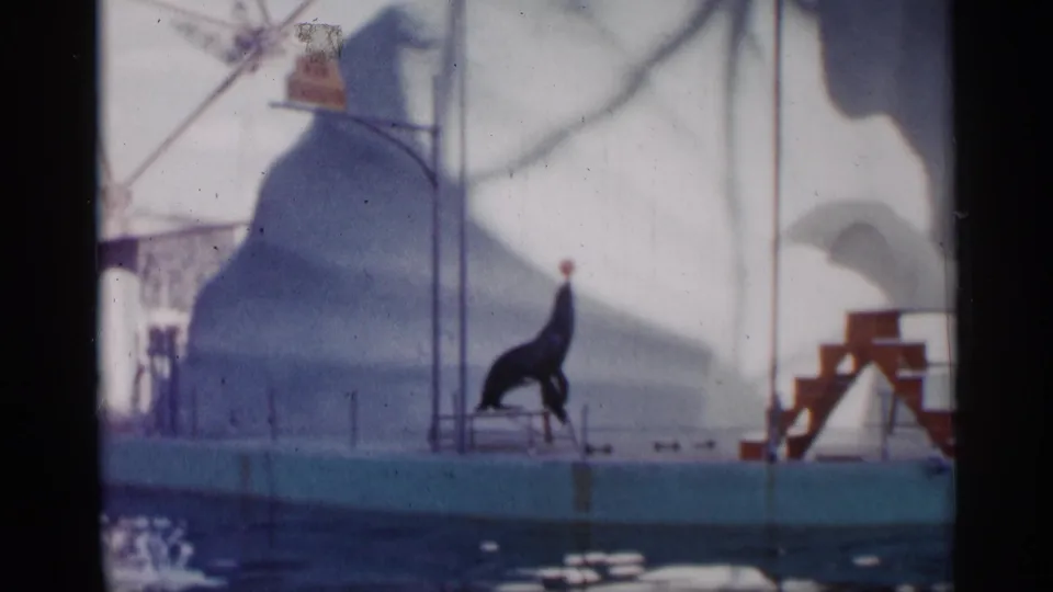 A visitor-shot 8mm view shows the sea lion upright on its platform with the ball, against the pale rock-like backdrop and pool edge.