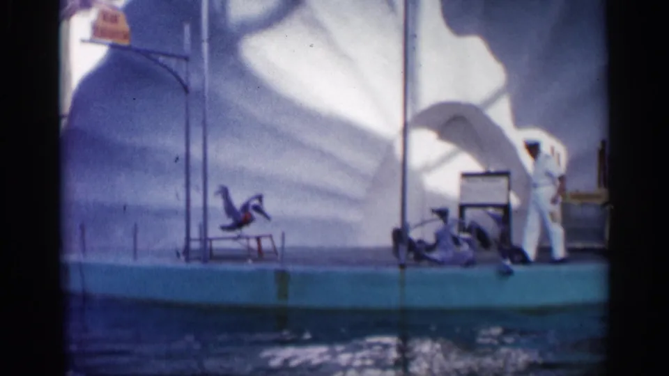 A trainer in a white uniform appears beside the pool as sea lions move near the platform and painted rock backdrop.