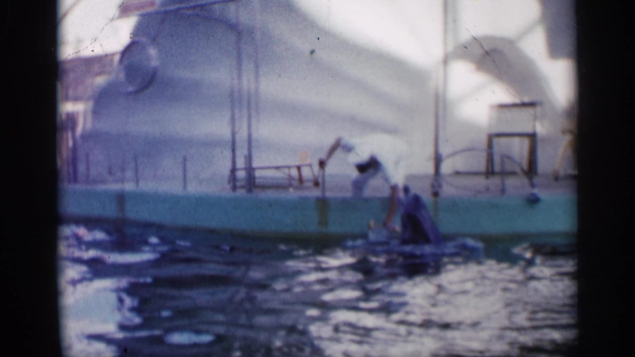 Dolphin surfaces near the pool edge while the keeper leans over the platform.