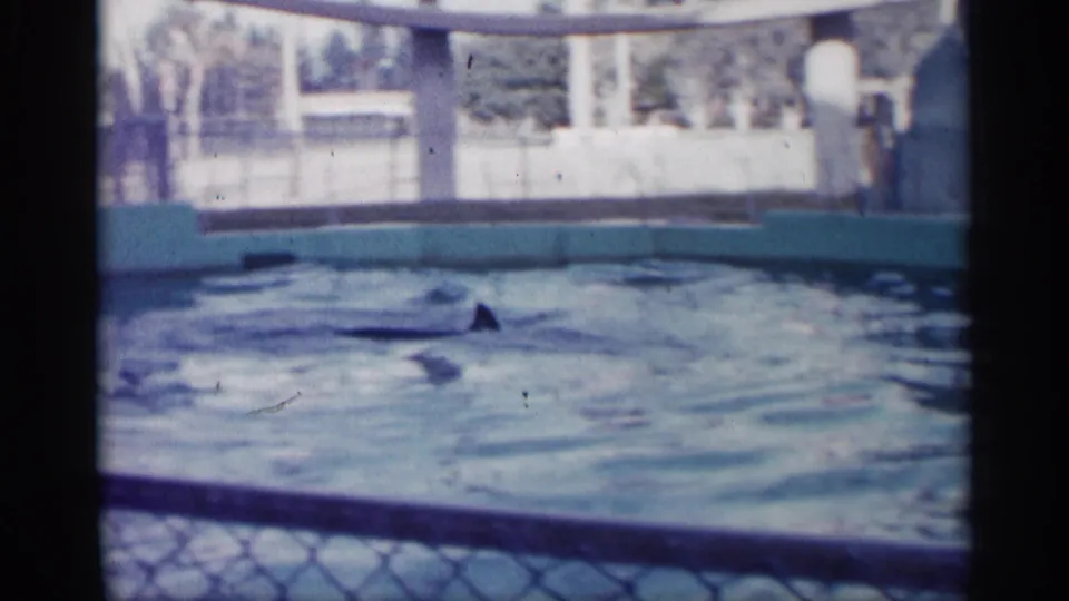 A wide handheld view shows the pool water and a dolphin fin near the surface, with fencing and enclosure structures in the background.