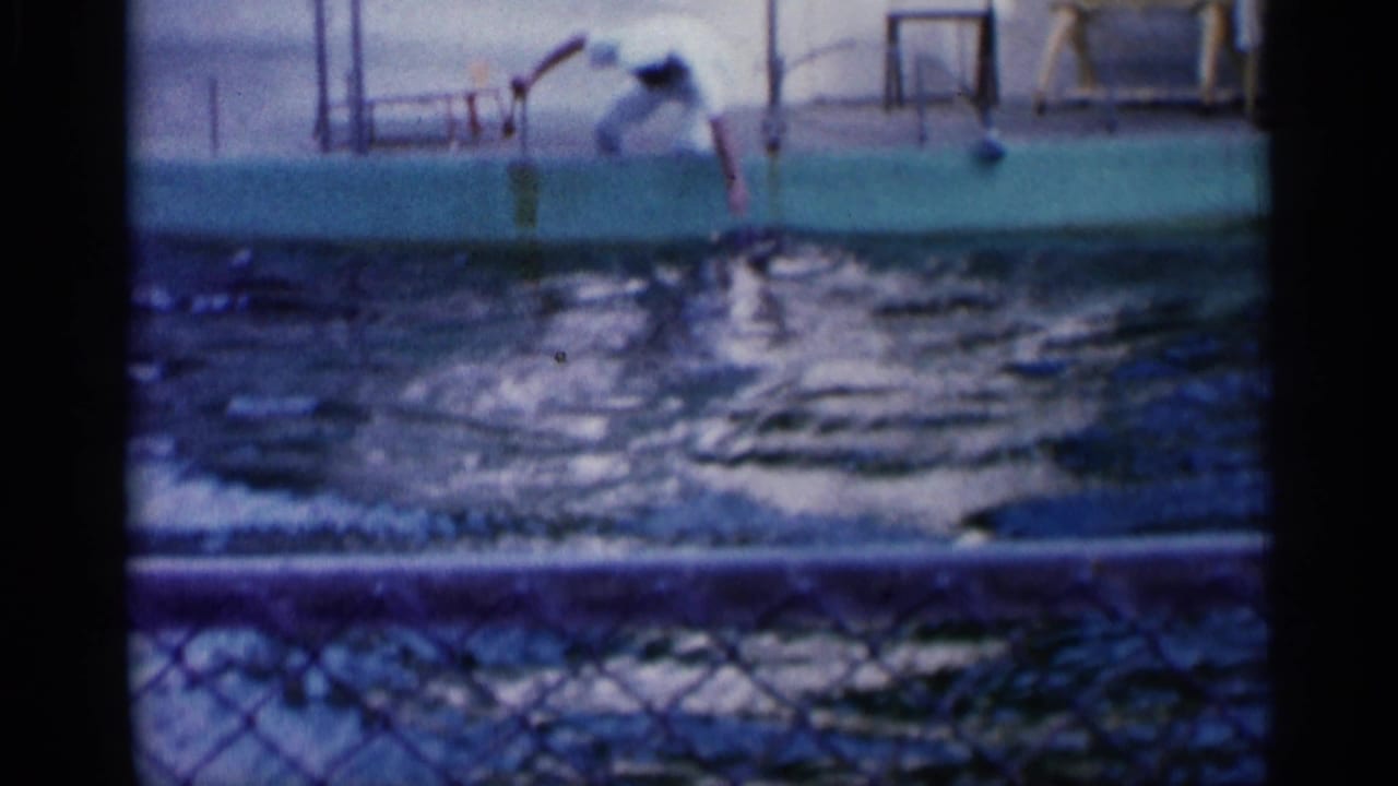 Dolphin rises from a pool near a trainer at the pool edge.