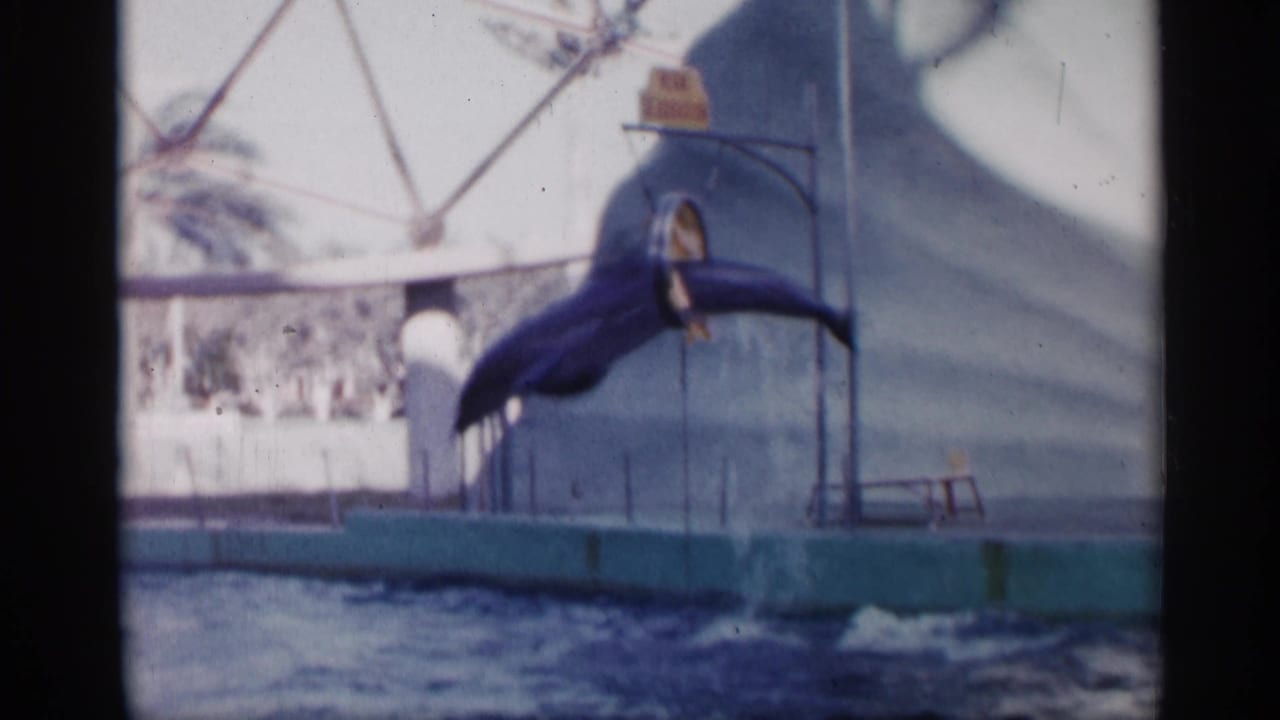 Dolphin leaps near a hoop beside a pool platform and shaded structure.