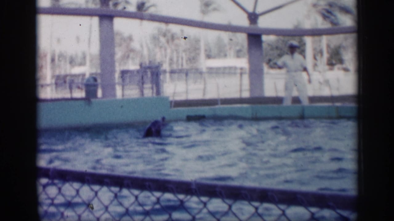 Trainer stands by the pool while a dolphin swims near the surface.