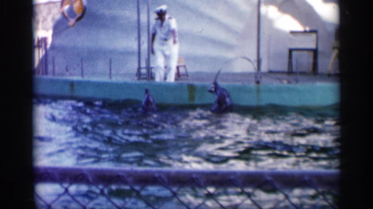 1958 Alabama home-movie frame showing a marine park trainer on a platform with two dolphins surfacing in the pool below.