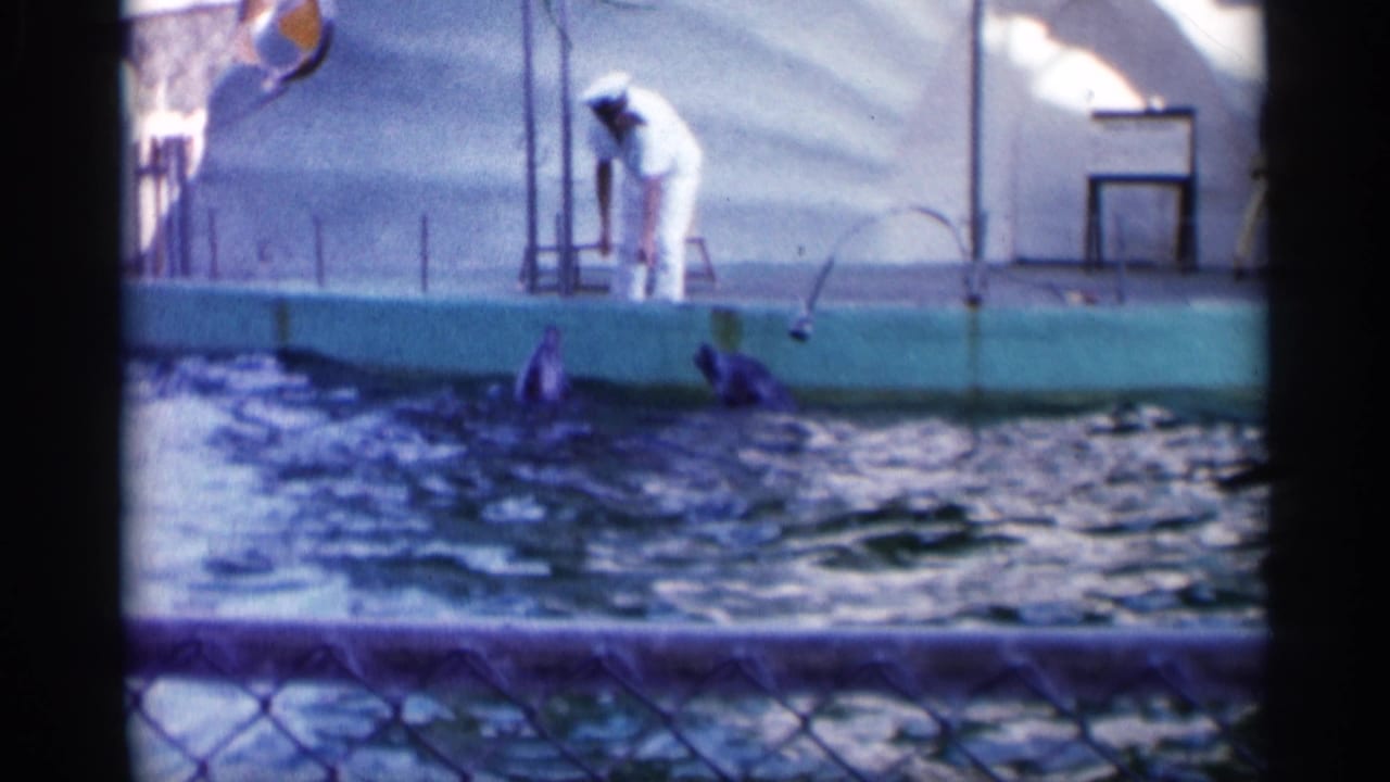 Trainer bends toward dolphins at the pool edge while water ripples in the foreground.