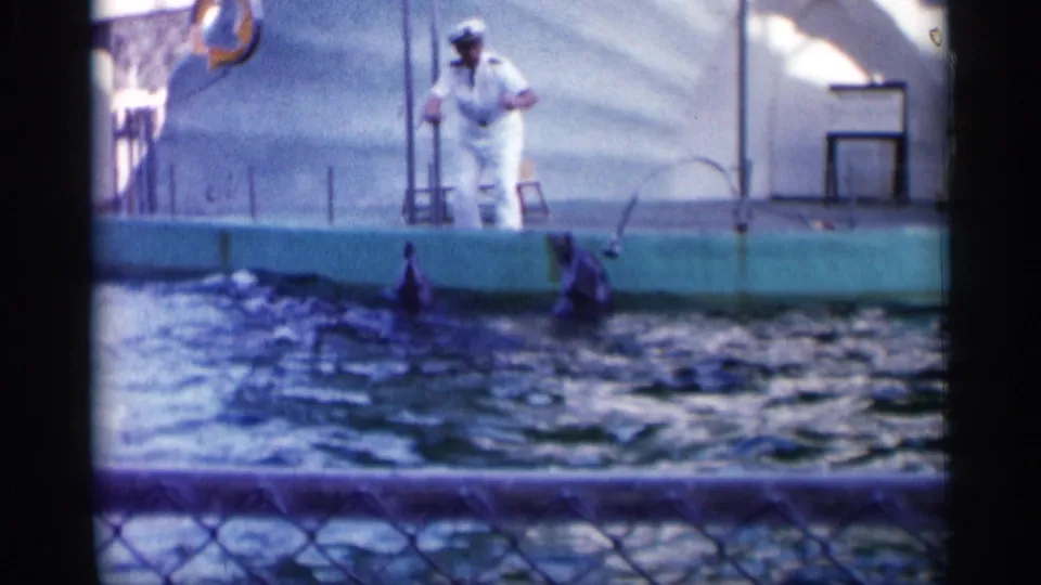A 1958 Alabama dolphin-show frame shows the trainer standing with a pole as two dolphins surface near the platform.