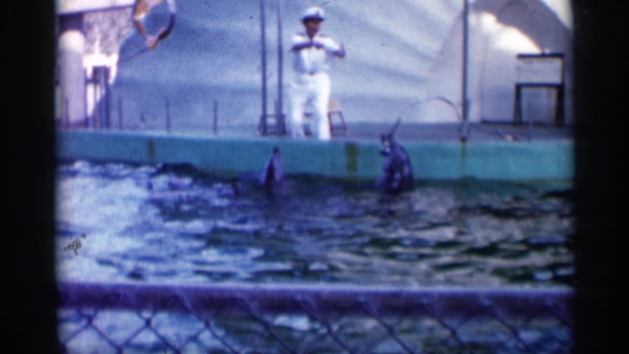 1958 Alabama 8mm frame showing a dolphin show with a white-uniformed trainer, pool edge, fence, and dolphins surfacing.