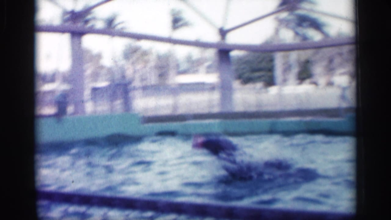 Dolphin swimming in a marine park pool, filmed through a fence with canopy structure and palm trees in the background.