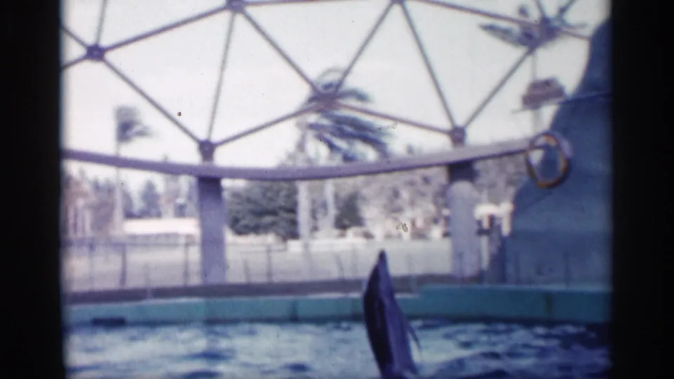 A dolphin lifts upright from the pool during a trick, with a hanging ring, canopy frame, and palm trees visible.