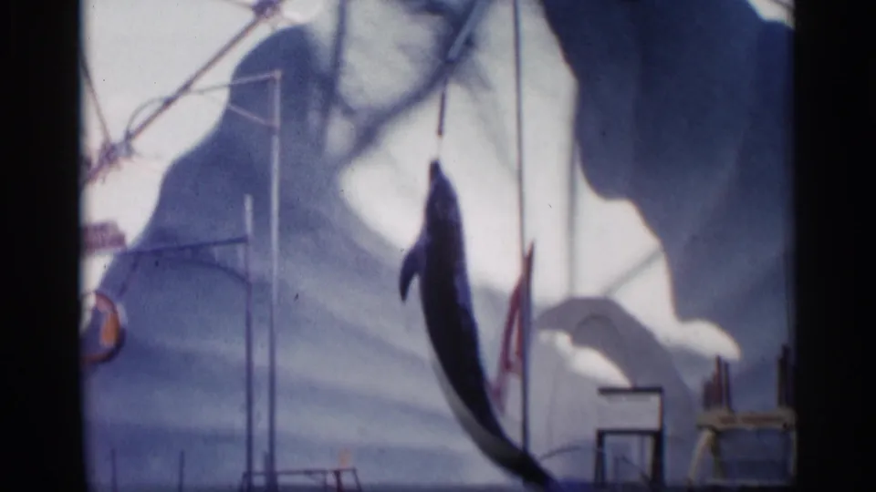 A dolphin performs upright near the pool edge while a silhouetted person watches from the foreground in this 1958 Alabama frame.