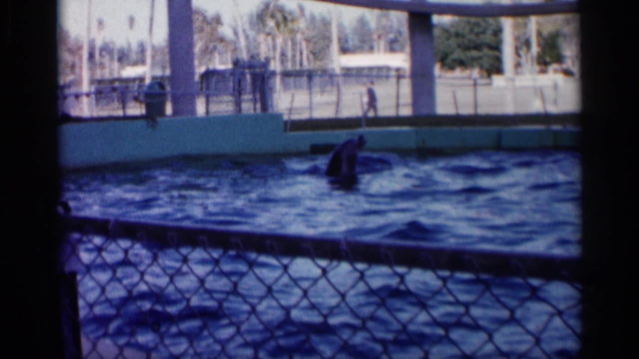 1958 Alabama home-movie frame of a dolphin swimming in a show pool behind a chain-link viewing fence, with distant people visible beyond the pool.