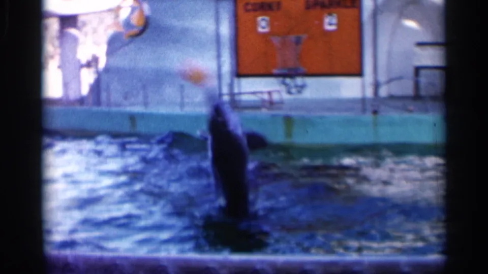 A dolphin leaps upright from the water during the basketball trick, with the orange scoreboard and hoop visible behind it.