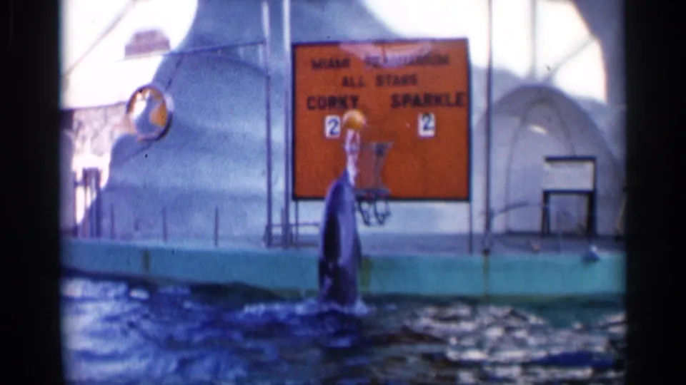 The dolphin remains upright in the pool beneath the basketball hoop, with scores visible on the orange Corky and Sparkle board.