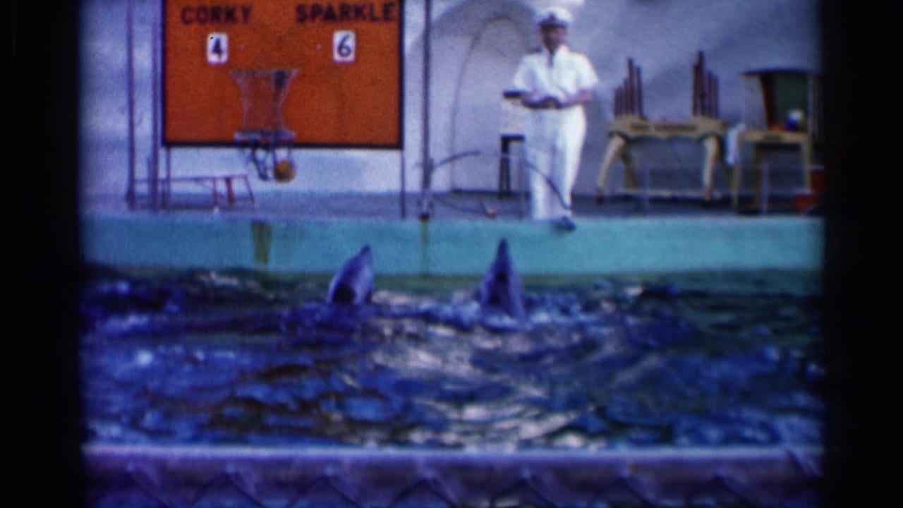 Dolphins surface in a show pool while a trainer stands near a scoreboard.