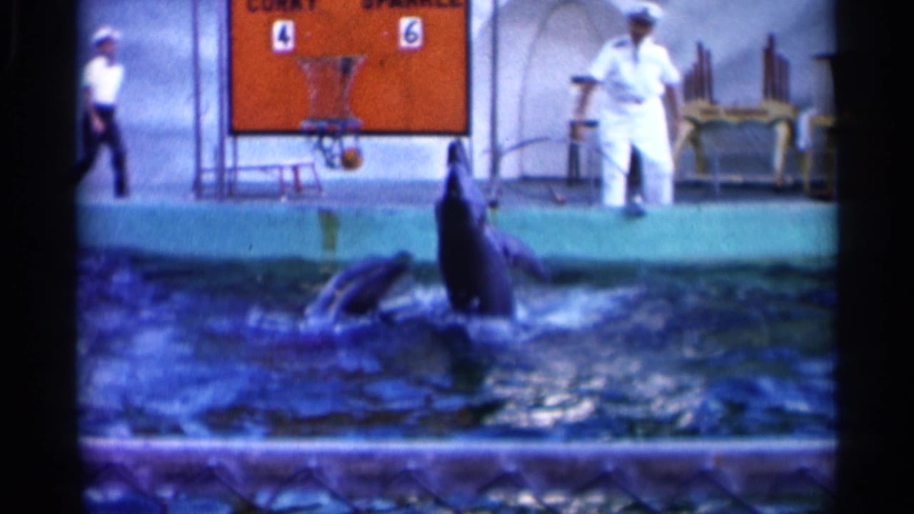 A dolphin rises vertically from the pool near trainers and a scoreboard.