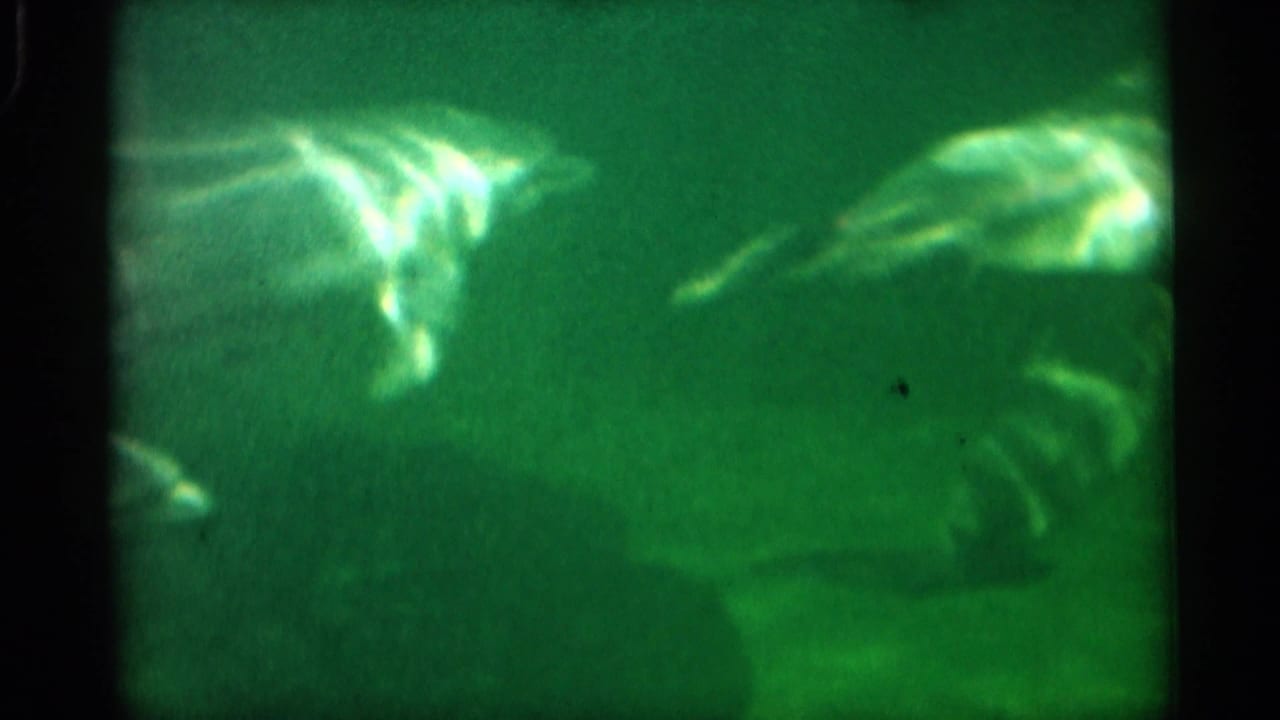 1958 Alabama 8mm frame showing dolphins moving through green-tinted aquarium water with glare and dark tank borders.