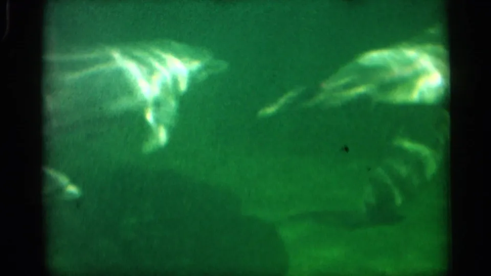 1958 Alabama 8mm frame showing dolphins moving through green-tinted aquarium water with glare and dark tank borders.