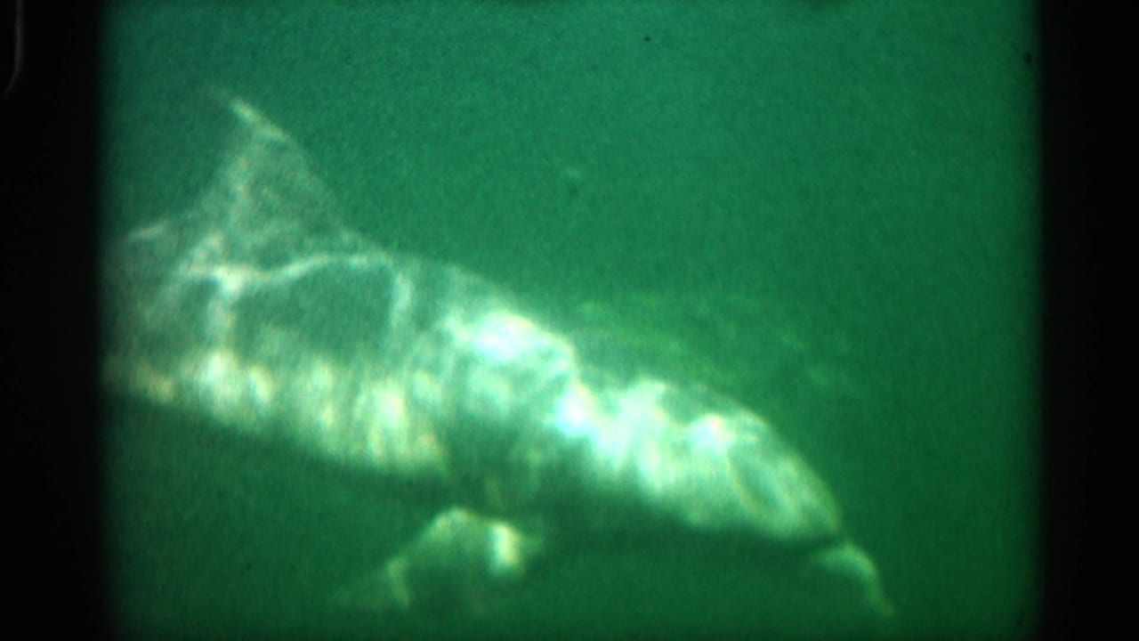 Dolphin-like animal swimming through green underwater footage.