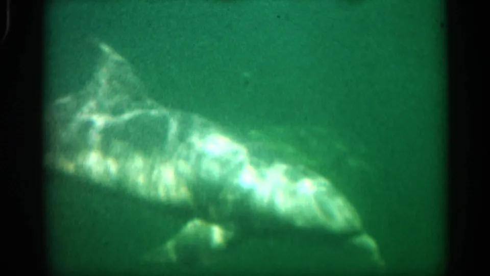 1958 Alabama 8mm underwater frame showing a dolphin-like marine animal moving through green water with rippled light.