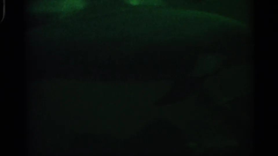 1958 Alabama 8mm frame showing dim green underwater visibility with faint marine forms and heavy film grain.