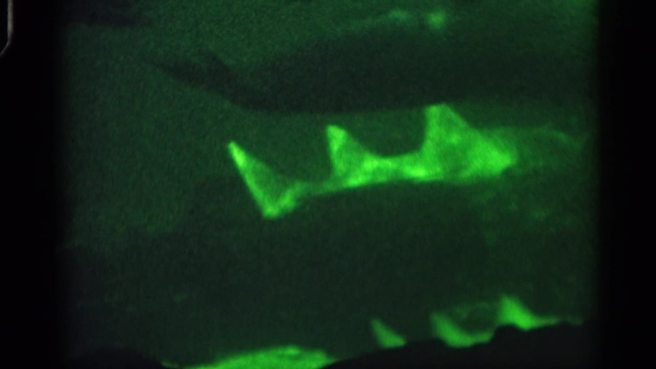 1958 Alabama 8mm frame with a shark-like marine silhouette lit in green against a dark underwater background.